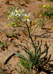 Albuca consanguinea