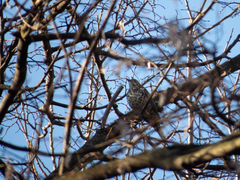 Turdus viscivorus