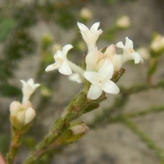Pimelea phylicoides