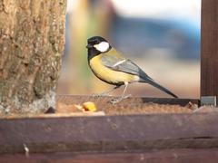 Parus major