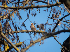 Coccothraustes coccothraustes
