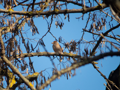 Coccothraustes coccothraustes
