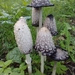 Shaggy Mane - Photo (c) Tom Norton, some rights reserved (CC BY-NC), uploaded by Tom Norton