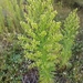 Horseweed - Photo (c) Tom Norton, some rights reserved (CC BY), uploaded by Tom Norton