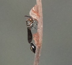 Parischnogaster nigricans