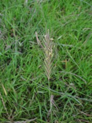 Hordeum secalinum