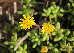 Senecio abbreviatus