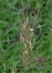 Hordeum secalinum