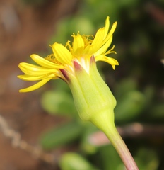 Senecio abbreviatus