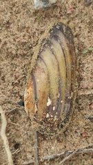 Unio