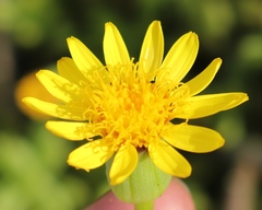 Senecio abbreviatus