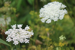 Daucus carota