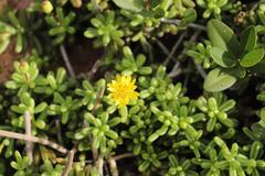 Senecio abbreviatus