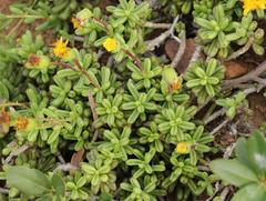 Senecio abbreviatus