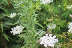 Daucus carota
