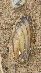 Unio