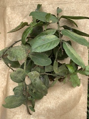 Xylosma spiculifera
