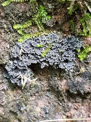 Fuscopannaria praetermissa