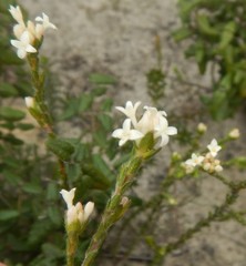Pimelea phylicoides