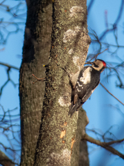 Dendrocopos syriacus
