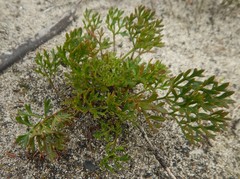 Xanthosia dissecta