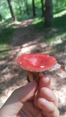 Russula hydrophila