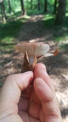 Russula hydrophila