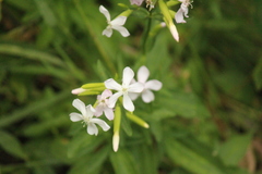 Saponaria officinalis