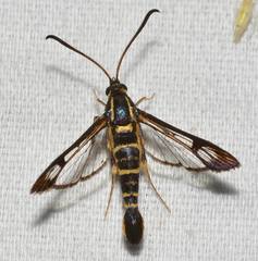 Synanthedon