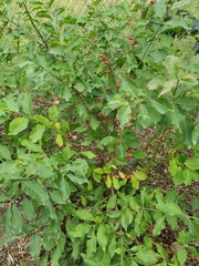 Euonymus europaeus