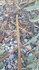 Salix eleagnos