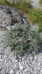 Salix eleagnos