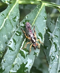 Atomosia rufipes