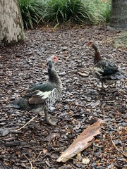 Cairina moschata domestica