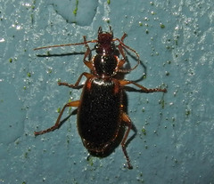 Cymindis limbata
