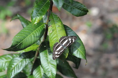 Phaedyma columella singa