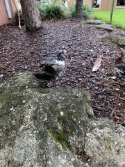 Cairina moschata domestica
