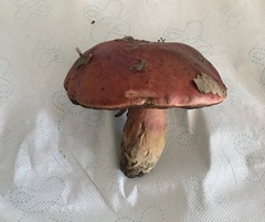 Rubroboletus