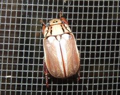 Anoplognathus abnormis