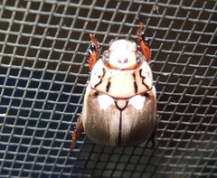 Anoplognathus abnormis