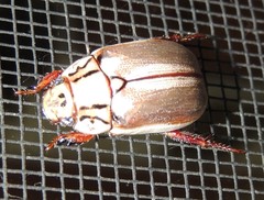 Anoplognathus abnormis