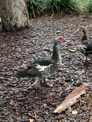 Cairina moschata domestica