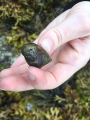 Testudinalia testudinalis