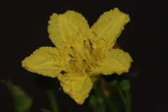 Liparophyllum exaltatum