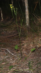 Liparophyllum exaltatum