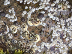 Testudinalia testudinalis