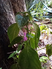 Dicliptera chinensis