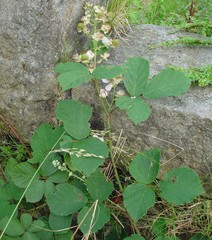 Rubus errabundus