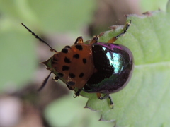 Platymela sticticollis
