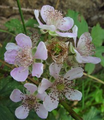 Rubus errabundus